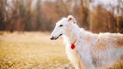 Fototapeta na wymiar Dog Russian Borzoi Wolfhound Head , Outdoors Spring Autumn Time