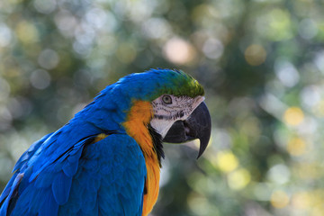 Portrait of a blue-and-yellow Macaw parrot close up
