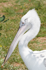 Portrait of an adult bird pelican close-up. 

