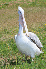 adult big bird pelican on the grass close-up

