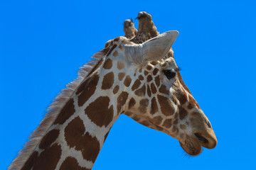 Beautiful portrait of a giraffe against the blue sky
