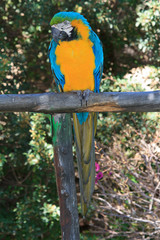Beautiful blue and yellow macaw parrot on a branch. Vertical
