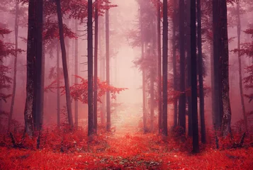 Wall murals purple Red colored foggy forest path