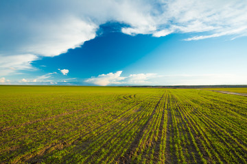 Fototapeta na wymiar Green Barley Field, Early Spring. Agricultural Background.