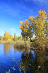 Fototapeta na wymiar Autumn landscape - gold birches near pond