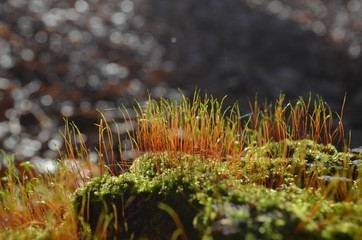 Moss on tree stump in beech forest, Hallerbos