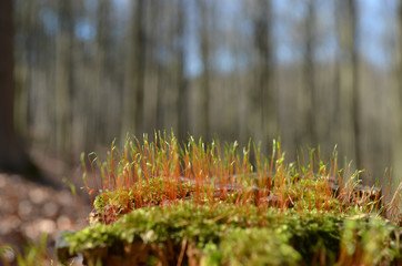 Moss on tree stump in beech forest, Hallerbos