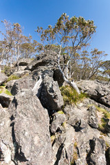 Fototapeta na wymiar Massive Granite Boulders and trees