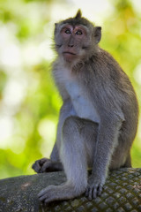 Naklejka na ściany i meble Long-tailed Macaque Monkey