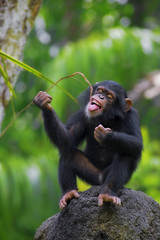 Common Chimpanzee