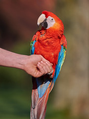 Man holding a red and blue parrot