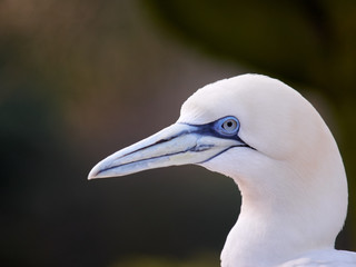 Portrait of a Northern Gannet