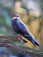 Bird with a white moustache