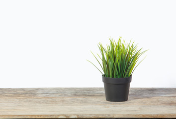 plant on wooden table with white background
