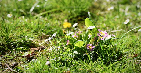 pelouse de jardin public