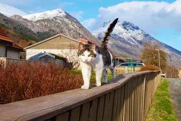 Papier Peint photo Scandinavie norwegian cat
