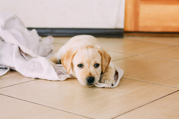 White Labrador Retriever Puppy Sit On Floor