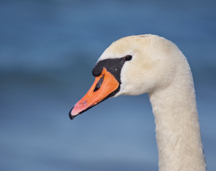 Swan standing at the shore of the Baltic sea
