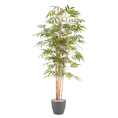 Naklejka premium bamboo plant in the pot
