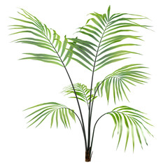 Palm plant tree isolated