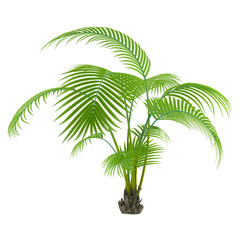 Obraz premium Palm plant tree