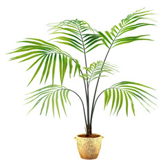 Palm plant in the pot