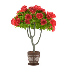 Red roses in the pot. Flowers