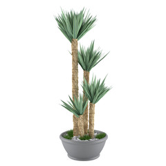Decorative palm plant in the pot