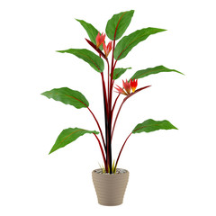 flower plant in the pot