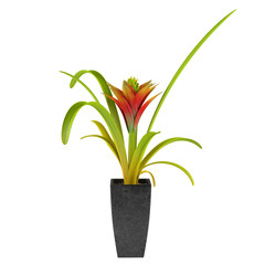 Decorative plant flower in the pot