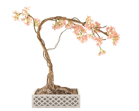 Japan sakura bonsai pot