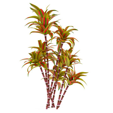 Decorative palm plant