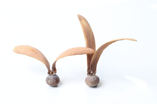 Dipterocarpus alatus Roxb. Seeds.