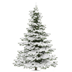 Winter fir-tree on snow isolated