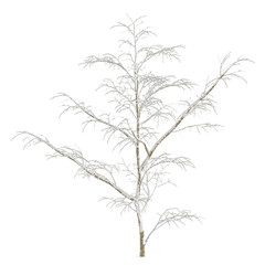 Winter tree on snow isolated