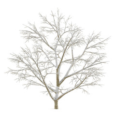 Fototapeta na wymiar Winter tree on snow isolated