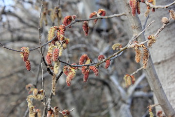 Eclosion de bourgeon