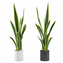 Decorative grass plant in flowerpot