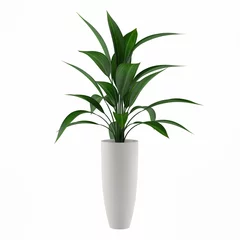 Door stickers Flower shop plant isolated in the pot