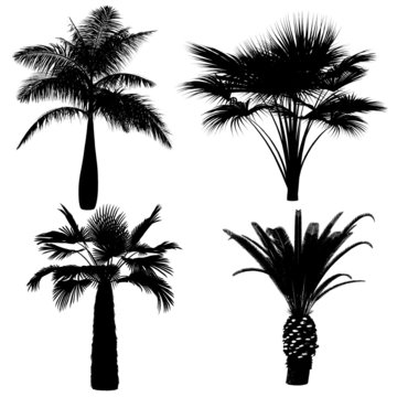 palm silhouette