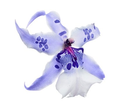 blue orchid bloom with large spots