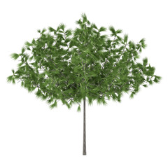 Decorative pine tree