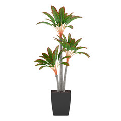 Obraz na płótnie Canvas Decorative pot plant palm