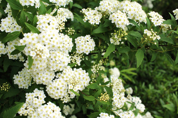 Kodemari that bloom in the garden