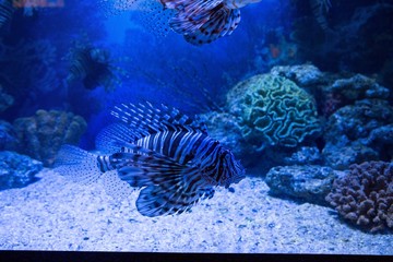 Fish swimming in a tank with coral