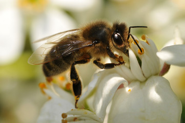 Abeille butinant une fleur