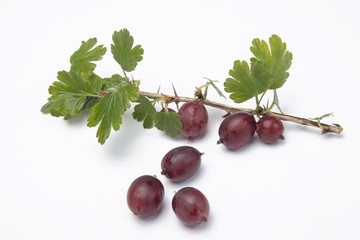 Red Gooseberries isolated on White
