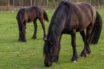 Friesian horse mare with foal