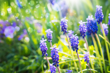 Traubenhyazinthen, Bokeh