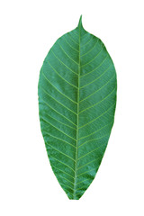 Obraz premium Leave texture white background